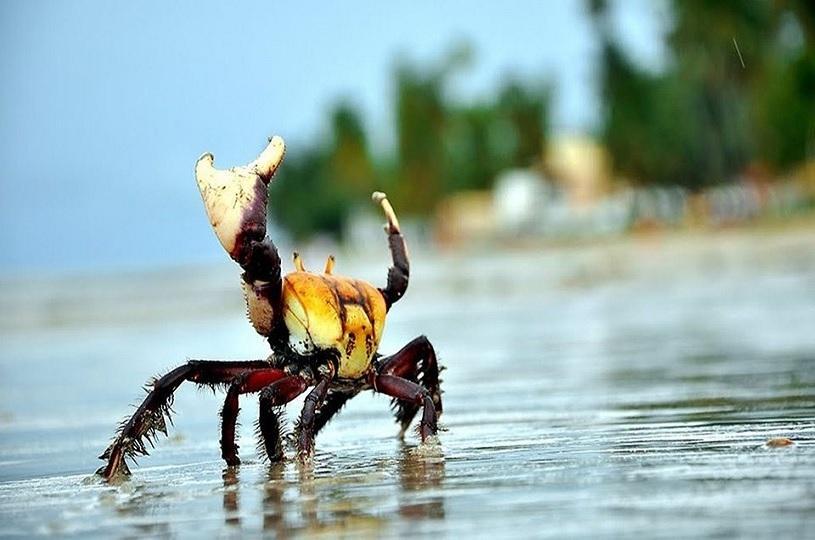 Período do defeso do caranguejo-uçá começa na próxima terça (9) Período do defeso do caranguejo-uçá começa na próxima terça (9)