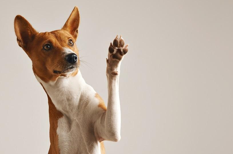 Sábado (9) tem evento de adoção de pets no Shopping Laranjeiras