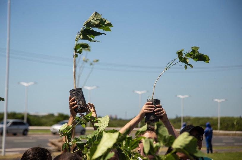 Crianças vão plantar ipês na avenida Talma Ribeiro e no Sistema Viário Eldes Scherrer