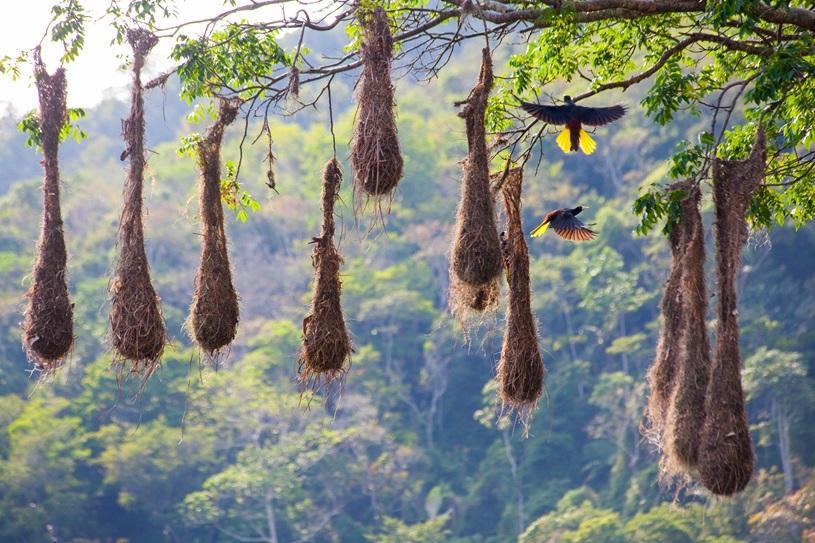 Dia do Meio Ambiente: Serra celebra riquezas naturais e avança na sustentabilidade