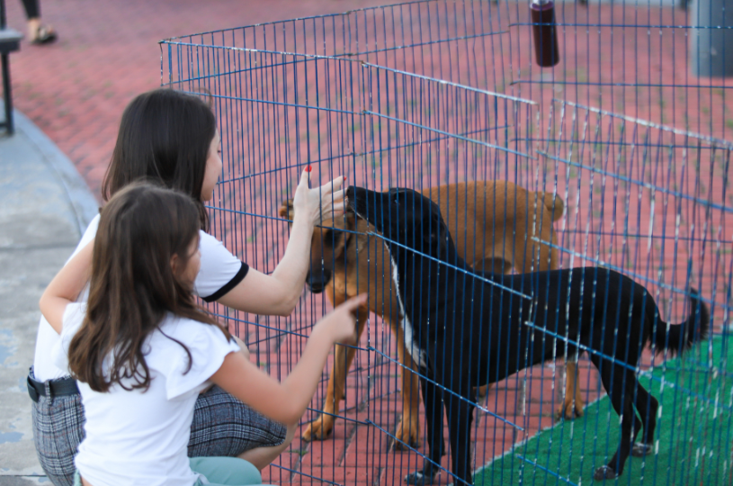 Chácara Parreiral recebe feira de adoção de animais resgatados nesta sexta (4)